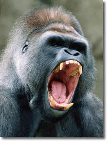 Silverback gorilla on Viagra